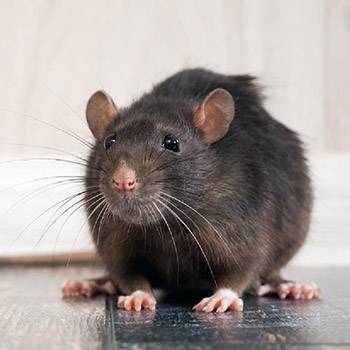 Mice & Rat Removal