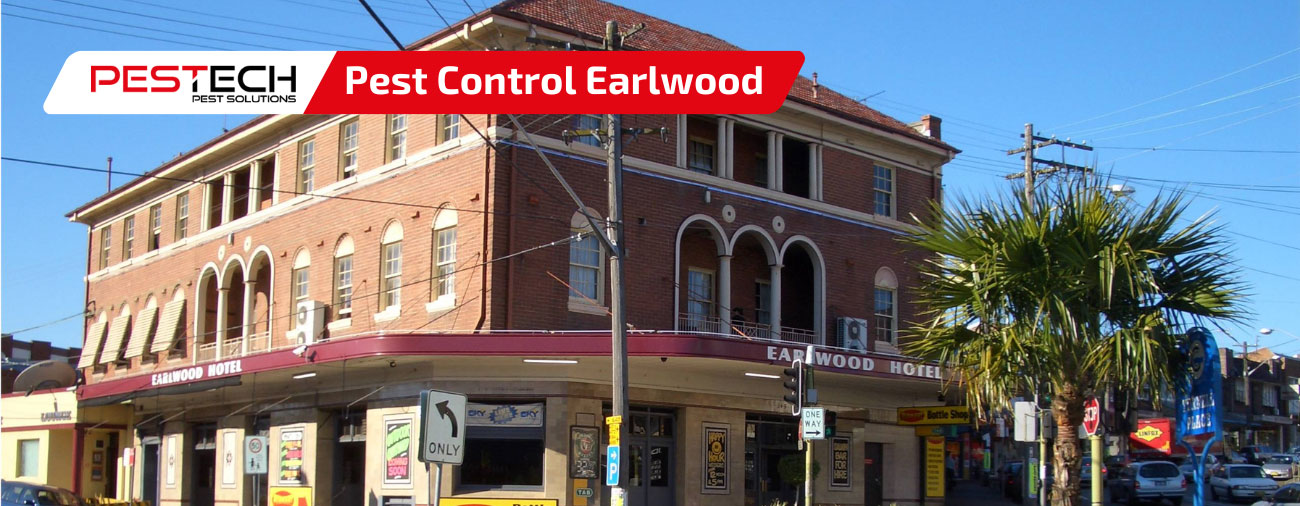 Pest Control Earlwood