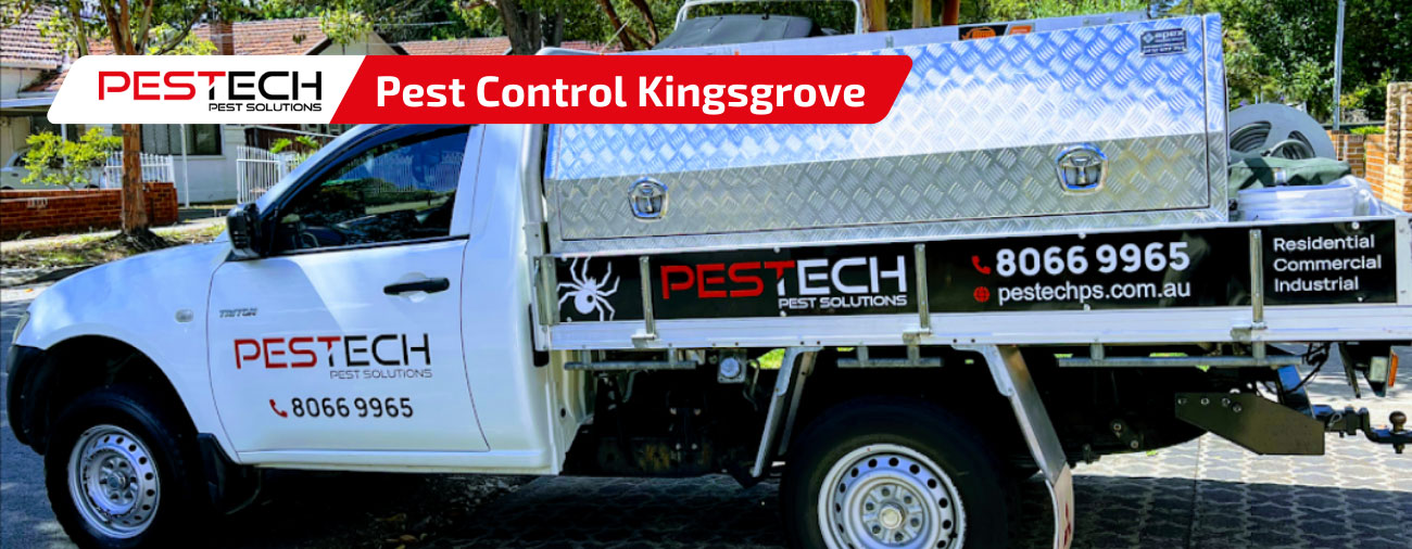 Pest Control Kingsgrove
